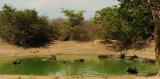 Yala National Park